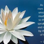 What Does the Lotus Flower Mean