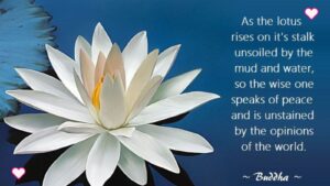 What Does the Lotus Flower Mean