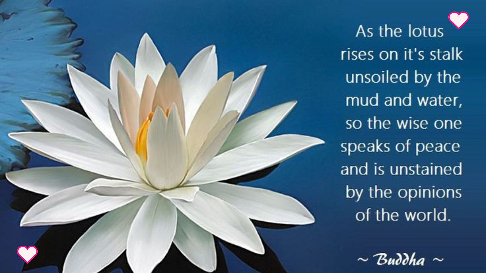 What Does the Lotus Flower Mean